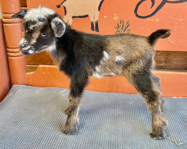 Licoricebksdoe - Nigerian dwarf Goats for sale