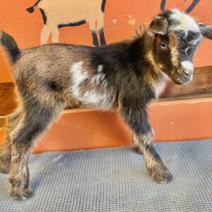 Licoricebksdoe - Nigerian dwarf Goats for sale