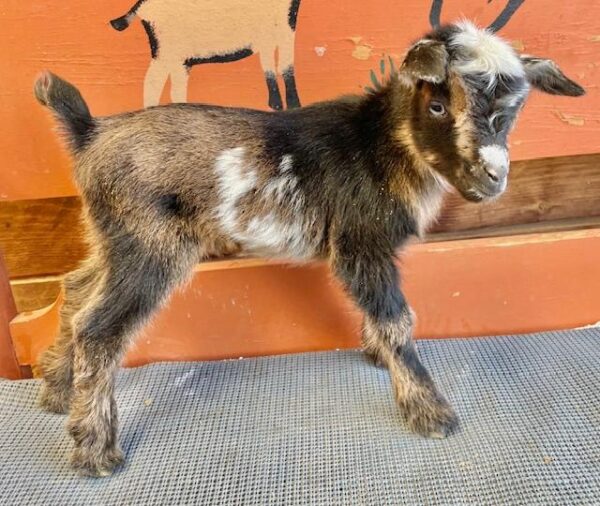 Licoricebksdoe - Nigerian dwarf Goats for sale