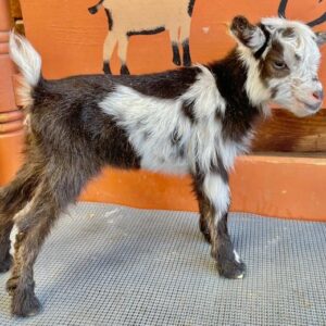 Licoricechocdoe - Nigerian dwarf Goats for Sale.