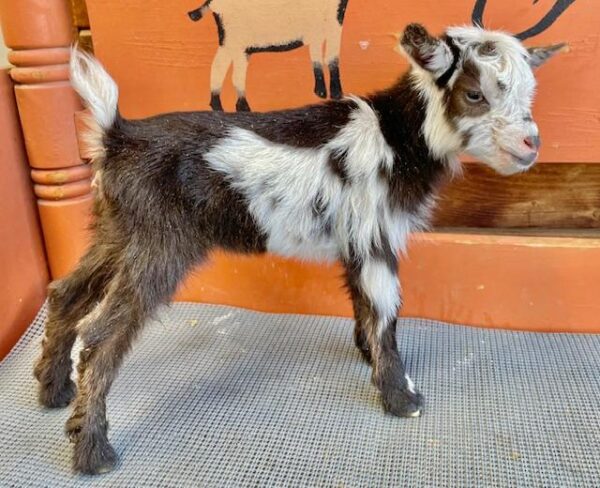 Licoricechocdoe - Nigerian dwarf Goats for Sale.