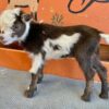Licoricechocdoe - Nigerian dwarf Goats for Sale.