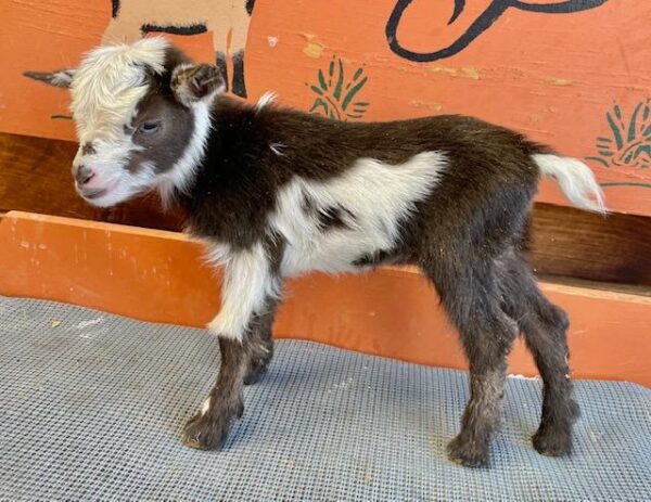 Licoricechocdoe - Nigerian dwarf Goats for Sale.