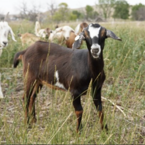 Lola - Kiko Goats for sale