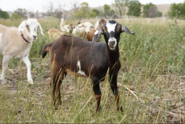 Lola - Kiko Goats for sale