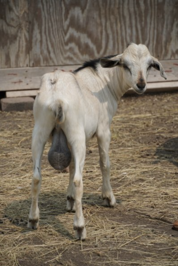 Lorenzo - Kiko Goats for sale.