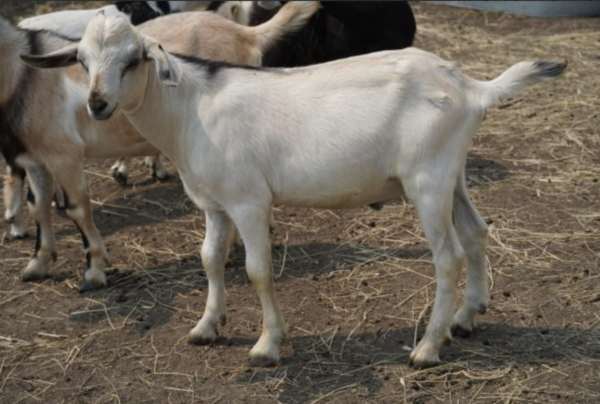 Lorenzo - Kiko Goats for sale.