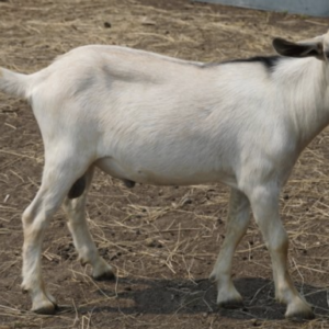 Lorenzo - Kiko Goats for sale.