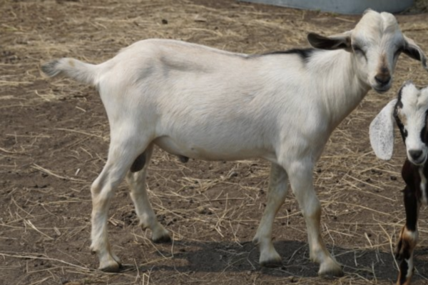 Lorenzo - Kiko Goats for sale.