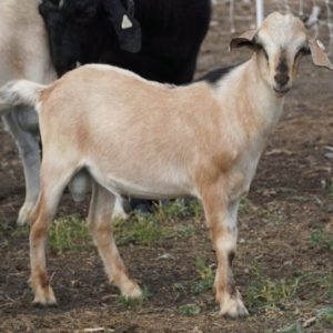 Marion - Kiko Goats for sale.