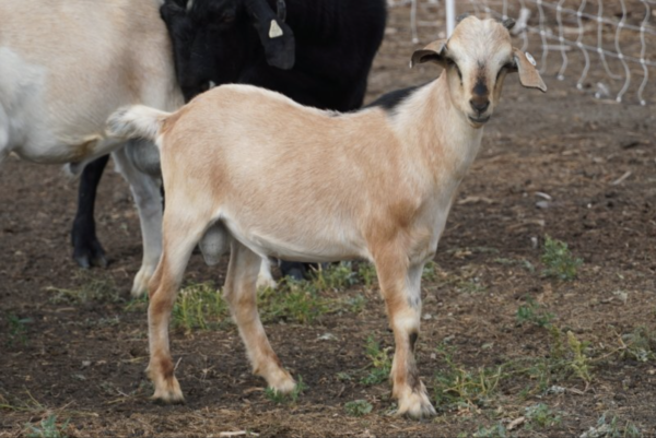 Marion - Kiko Goats for sale.