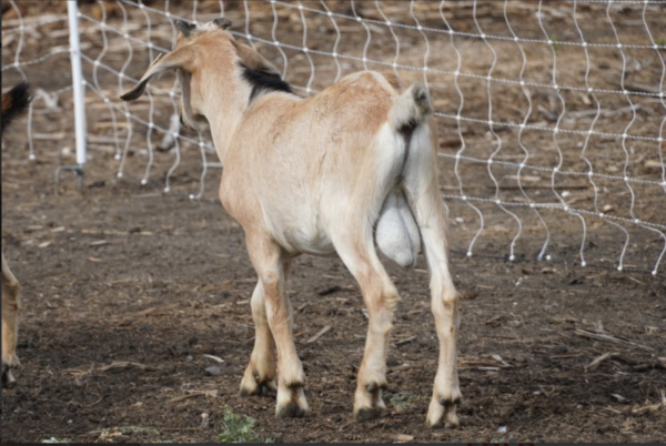 Marion - Kiko Goats for sale.