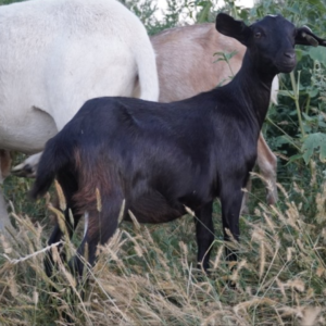 Matilda - Kiko Goats for sale.