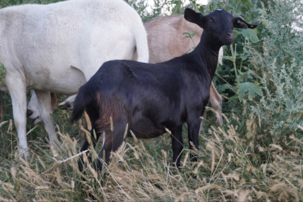 Matilda - Kiko Goats for sale.