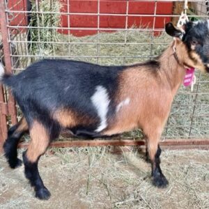 May - Nigerian Dwarf goats for sale.