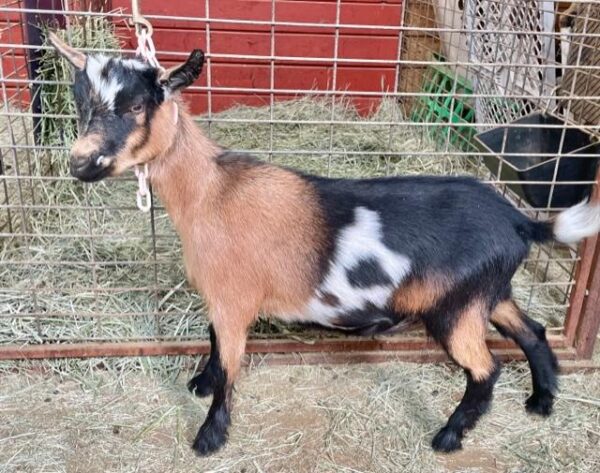 May - Nigerian Dwarf goats for sale.