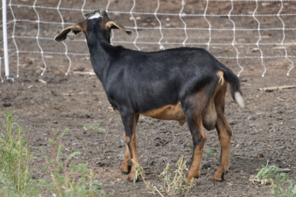 Montana - Kiko goats for sale.