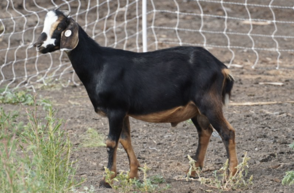 Montana - Kiko goats for sale.