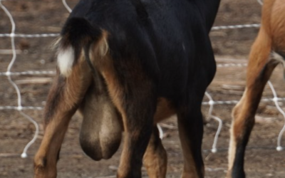 Goats for Sale Near You: Finding Your Perfect Companion at Bluesky Organic Farms