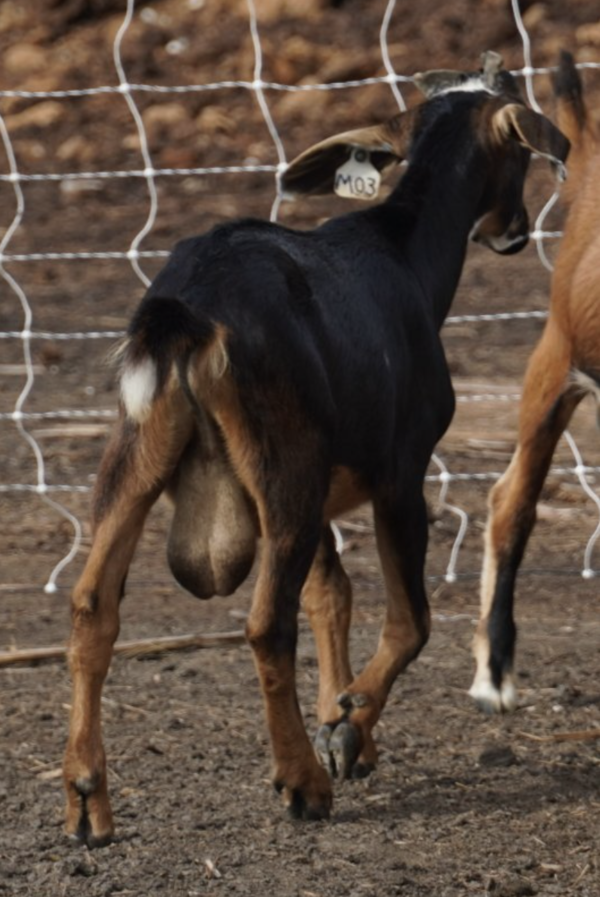 Goats for Sale Near You - Goats for sale.