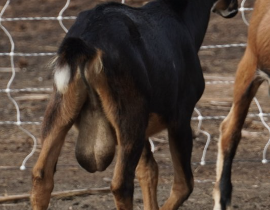 Goats for Sale Near You: Finding Your Perfect Companion at Bluesky Organic Farms