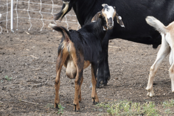 Montana - Kiko goats for sale.