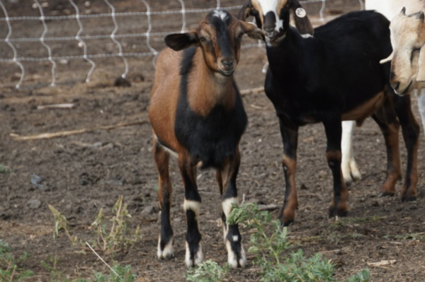 Monty - Kiko goats for sale