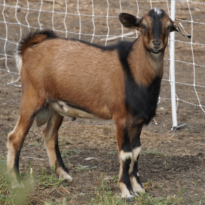 Monty - Kiko goats for sale