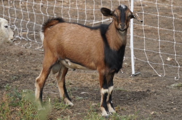 Monty - Kiko goats for sale