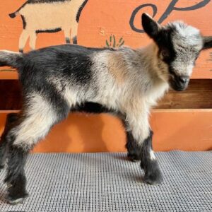 Moon - Nigerian Dwarf goats for sale.