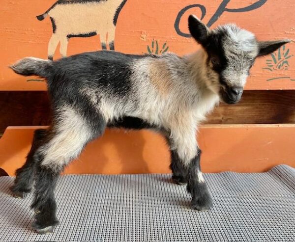 Moon - Nigerian Dwarf goats for sale.