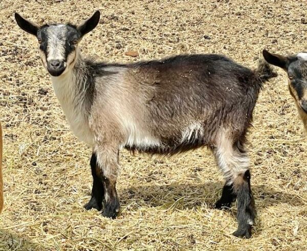 Moon - Nigerian Dwarf goats for sale.