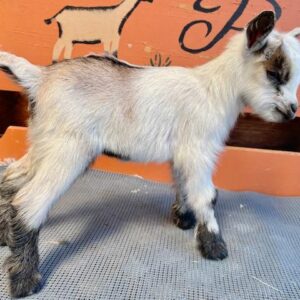 National - Nigerian Dwarf Goats for sale