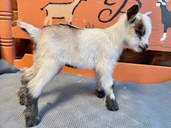 National - Nigerian Dwarf Goats for sale