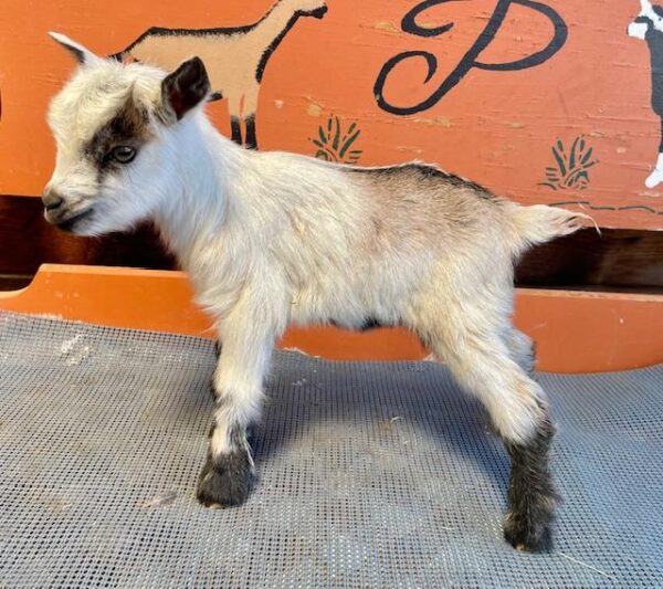 National - Nigerian Dwarf Goats for sale