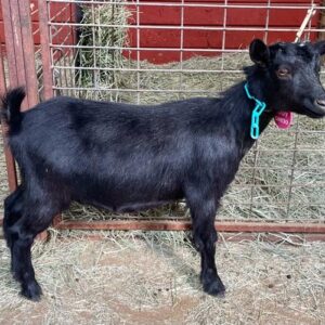 Navy - Nigerian Dwarf goats for sale.