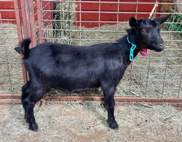 Navy - Nigerian Dwarf goats for sale.