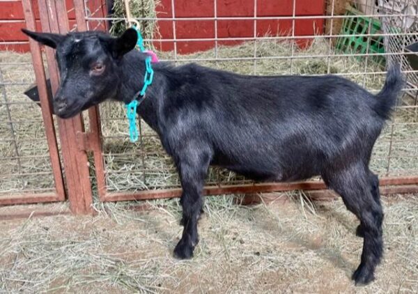 Navy - Nigerian Dwarf goats for sale.