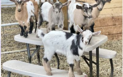 Exploring the Diverse World of Goat Breeds with BlueSky Organic Farms