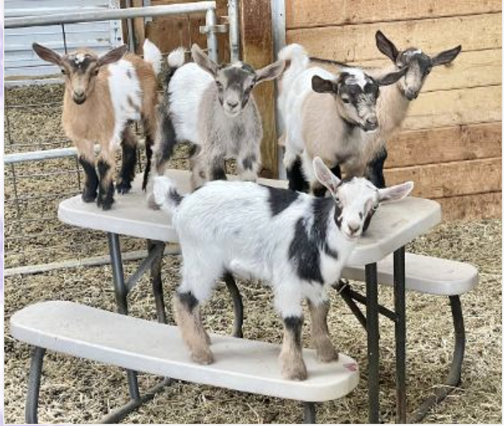 Exploring the Diverse World of Goat Breeds with BlueSky Organic Farms