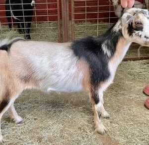 Nis - Nigerian Dwarf goats for sale.