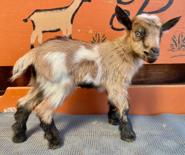 Origa - Nigerian Dwarf Goats for sale!