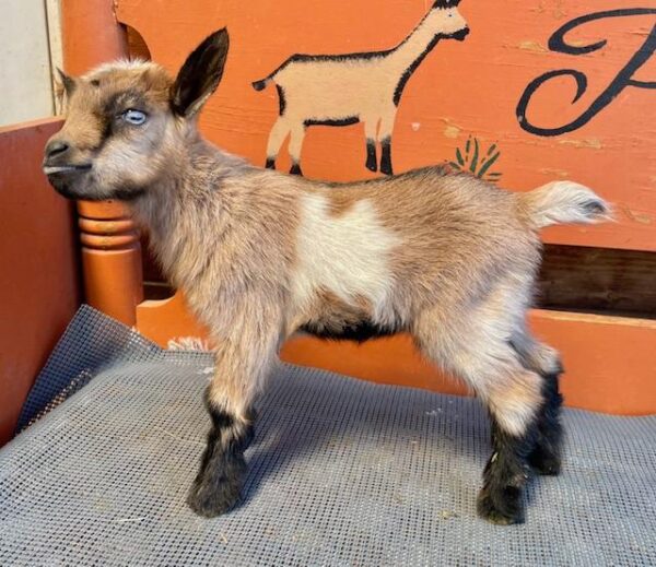 Origa - Nigerian Dwarf Goats for sale!