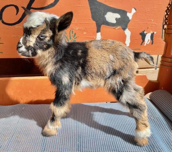 Peaberry - Nigerian dwarf goats for sale!