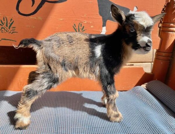 Peaberry - Nigerian dwarf goats for sale!