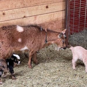 Peaberry - Nigerian dwarf goats for sale!