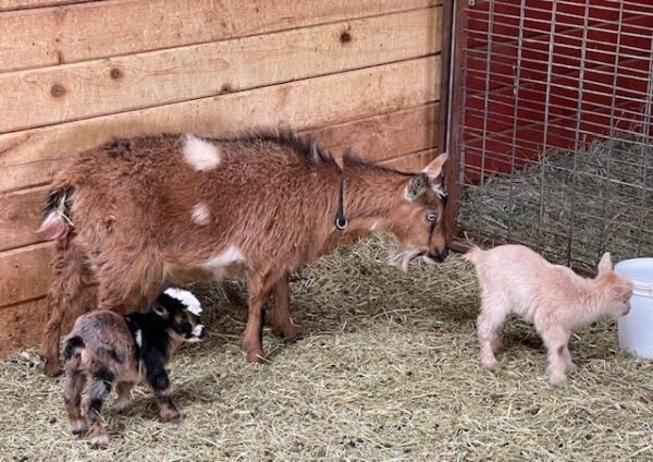 Peaberry - Nigerian dwarf goats for sale!