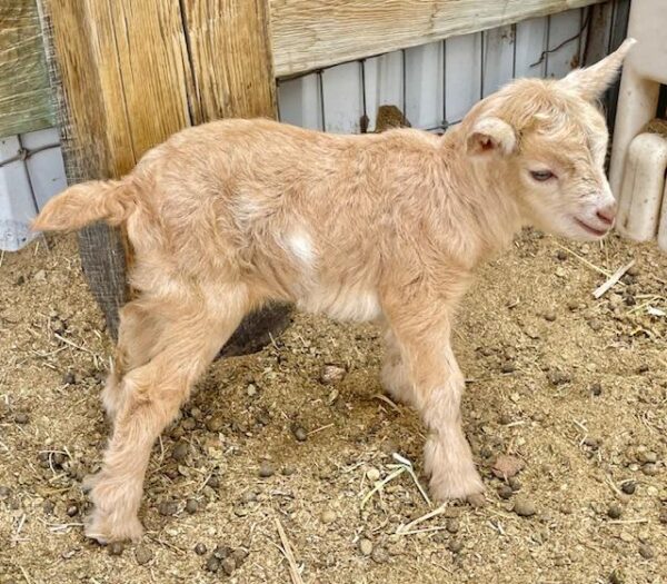 Pere - Nigerian Dwarf Goats for sale.