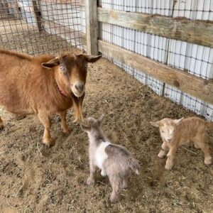 Pere - Nigerian Dwarf Goats for sale