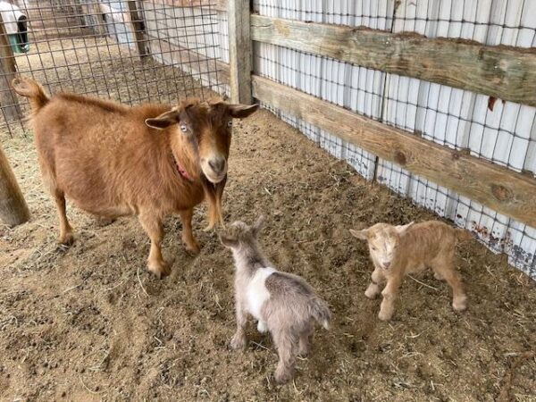 Pere - Nigerian Dwarf Goats for sale